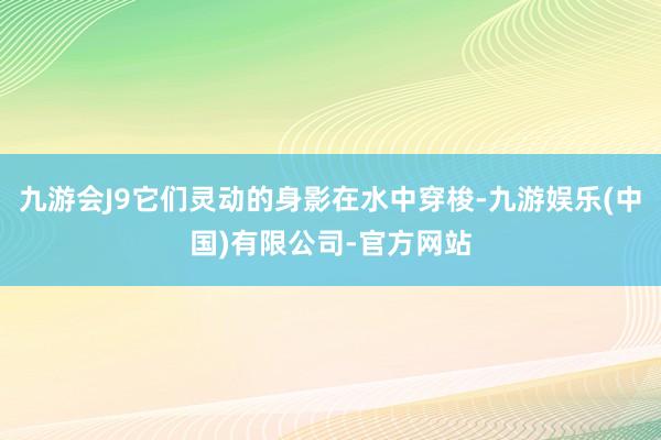 九游会J9它们灵动的身影在水中穿梭-九游娱乐(中国)有限公司-官方网站